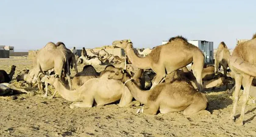 Jebel Elba Reserve - Camel Market