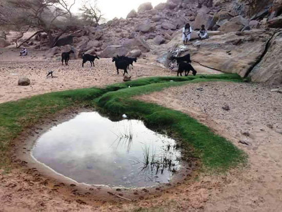 Jebel Elba Reserve