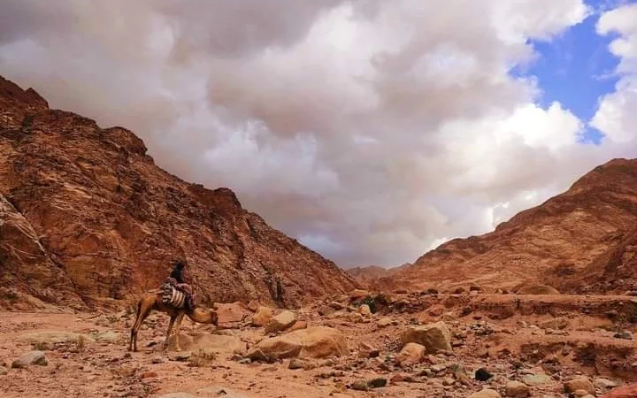 Jebel Elba Reserve