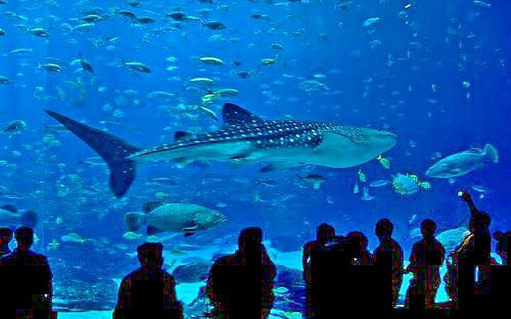 Hurghada Grand Aquarium - Hurghada Day Tours