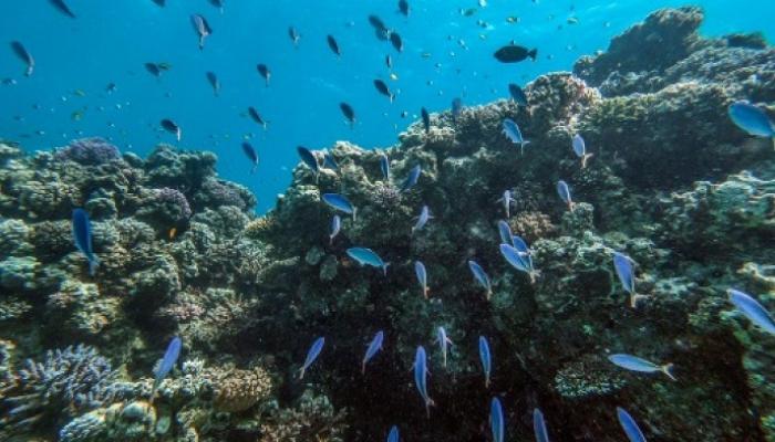Mahmya Island tour