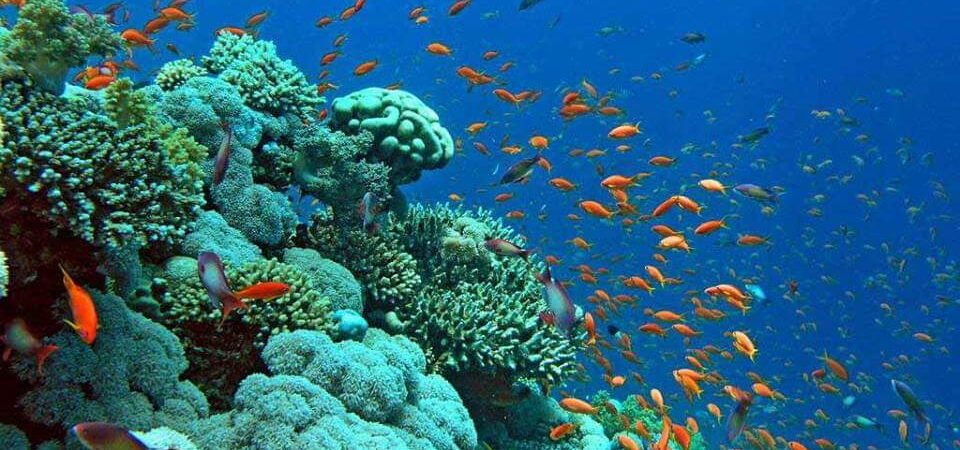 Mahmya Island tour
